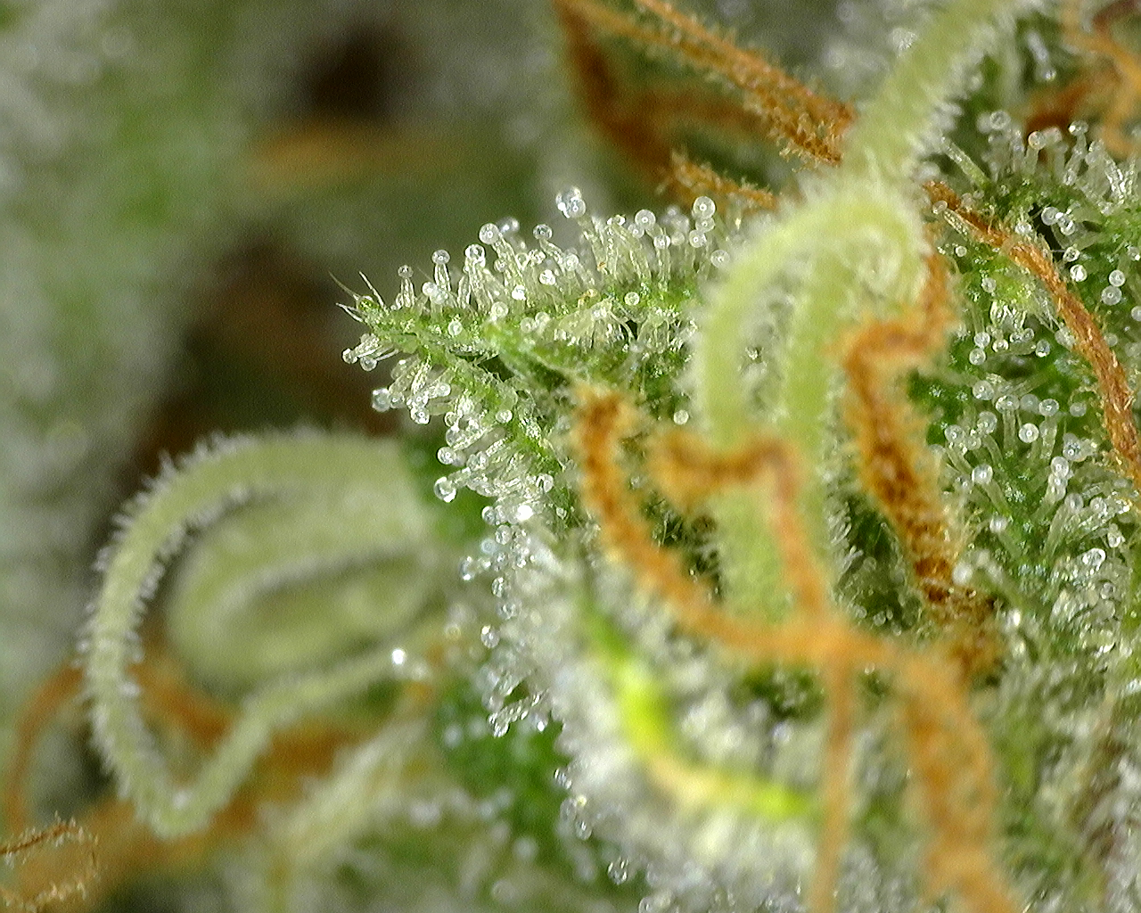 Trichomes